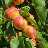 Aprikose ‘Polonais’ - Bakker