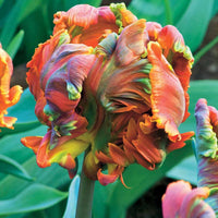 Papagei-Tulpen ‘Blumex’ (x6) - Bakker