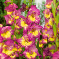 Gladiolen Farwest (x25) - Bakker