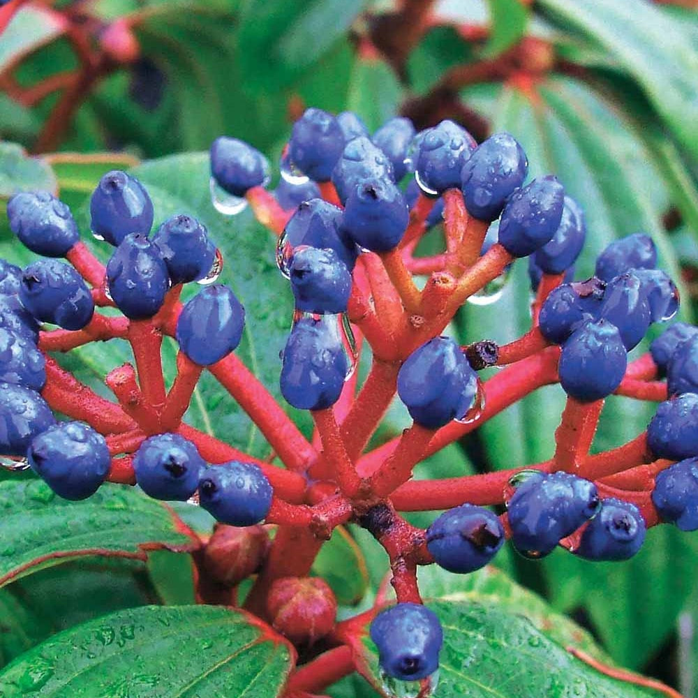 Viburnum davidii - Kissen-Schneeball (immergrün) - Viburnum