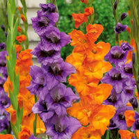 Gladiolen orange & lila (x20) - Bakker