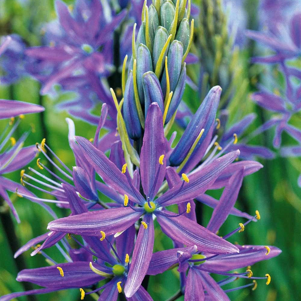 Prärielilie Caerulea (x5) - Camassia leichtlinii caerulea - Bakker