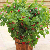 Himbeere Ruby Beauty - Bakker