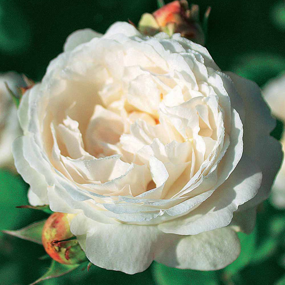 Englische Rose Ausgreen's Winner ® - Bakker
