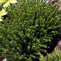 Balkonblumen - Strauch-Ehrenpreis ‘Emerald Green’ - Hebe Emerald Green