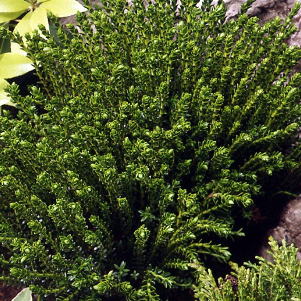 Balkonblumen - Strauch-Ehrenpreis ‘Emerald Green’ - Hebe Emerald Green