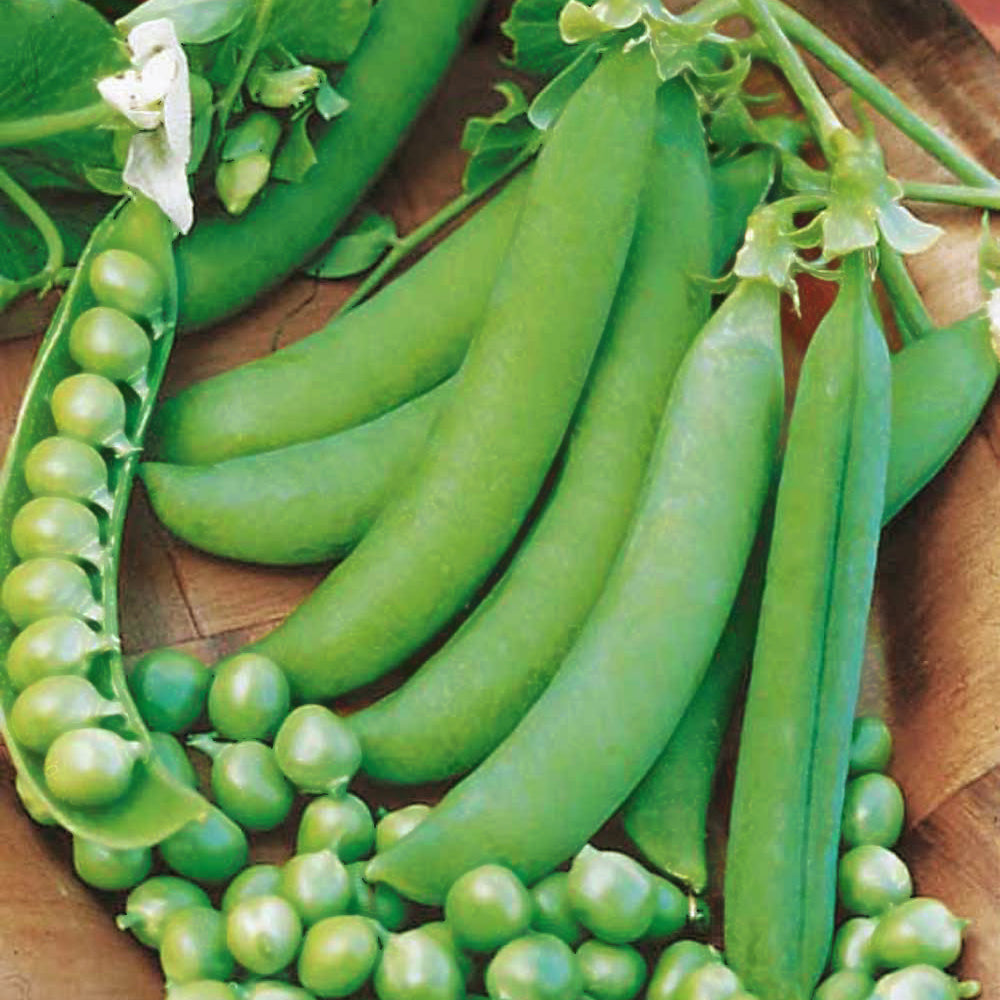 Samen für Hülsenfrüchte - Markerbse ‘Petit Provençal’ - Pisum sativum petit provençal