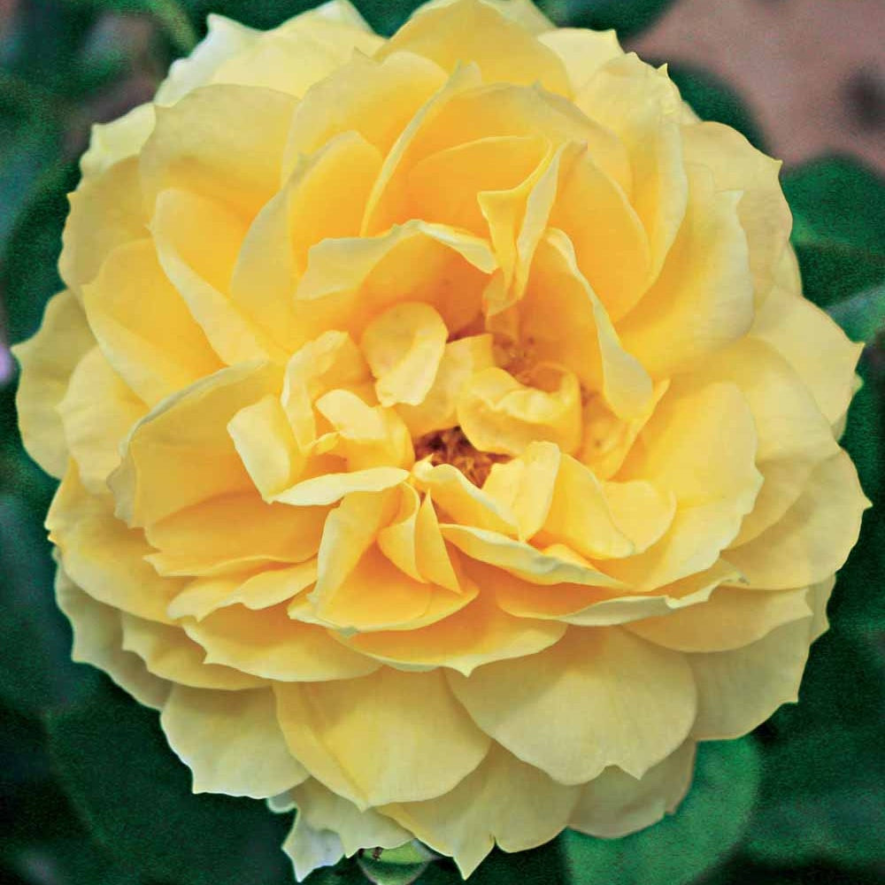 Duftrosen - Inselrose Bahama ® Intercomham - Rosa bahama ® intercomham