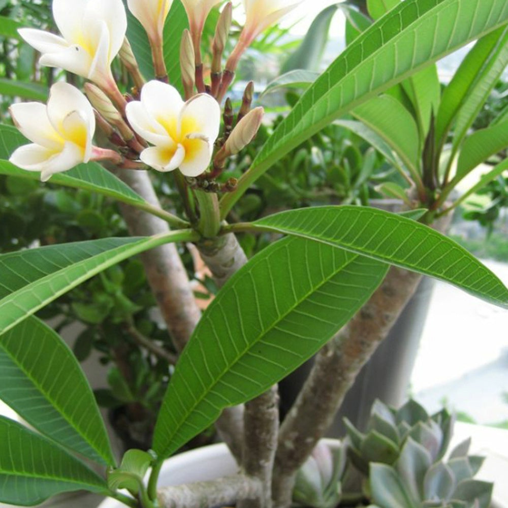 Verkauf Frangipani