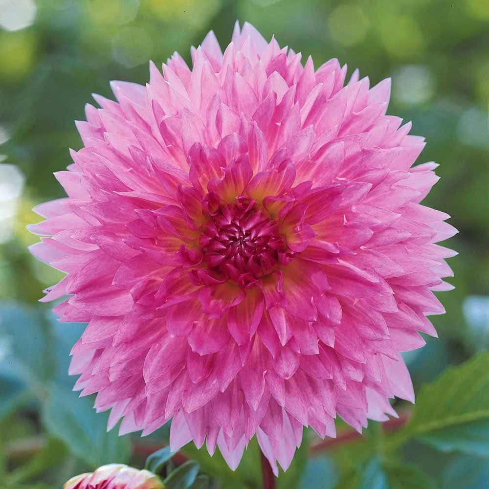 Verkauf Dahlien Sakura Fubuki rosa (x3) - Dahlia sakura fubuki