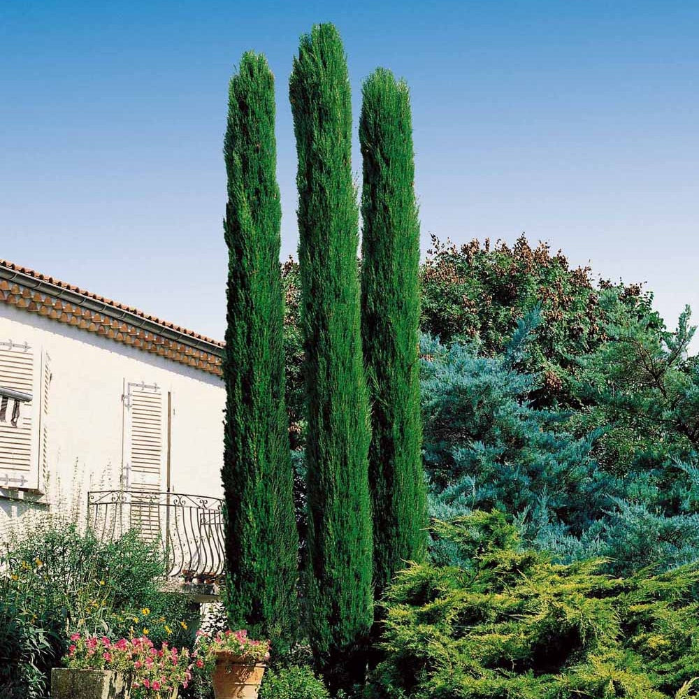 Mittelmeerzypresse Totem - Cupressus sempervirens Totem - Bakker