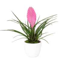 Tillandsia cyanea - Blaue Tillandsie - Blühende Zimmerpflanzen