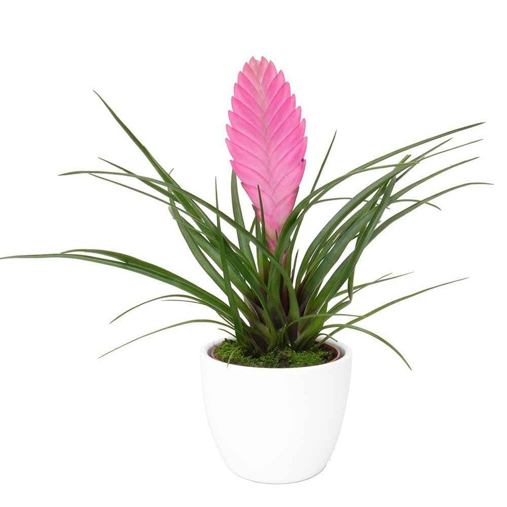 Tillandsia cyanea - Blaue Tillandsie - Blühende Zimmerpflanzen