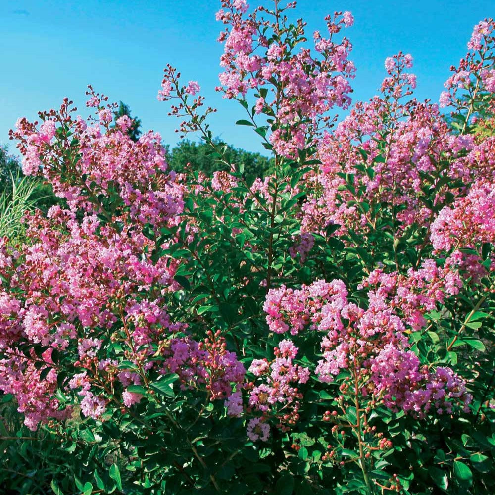 Kreppmyrte ‘Petit Pink’ - Lagerstroemia indica Petit Pink - Bakker