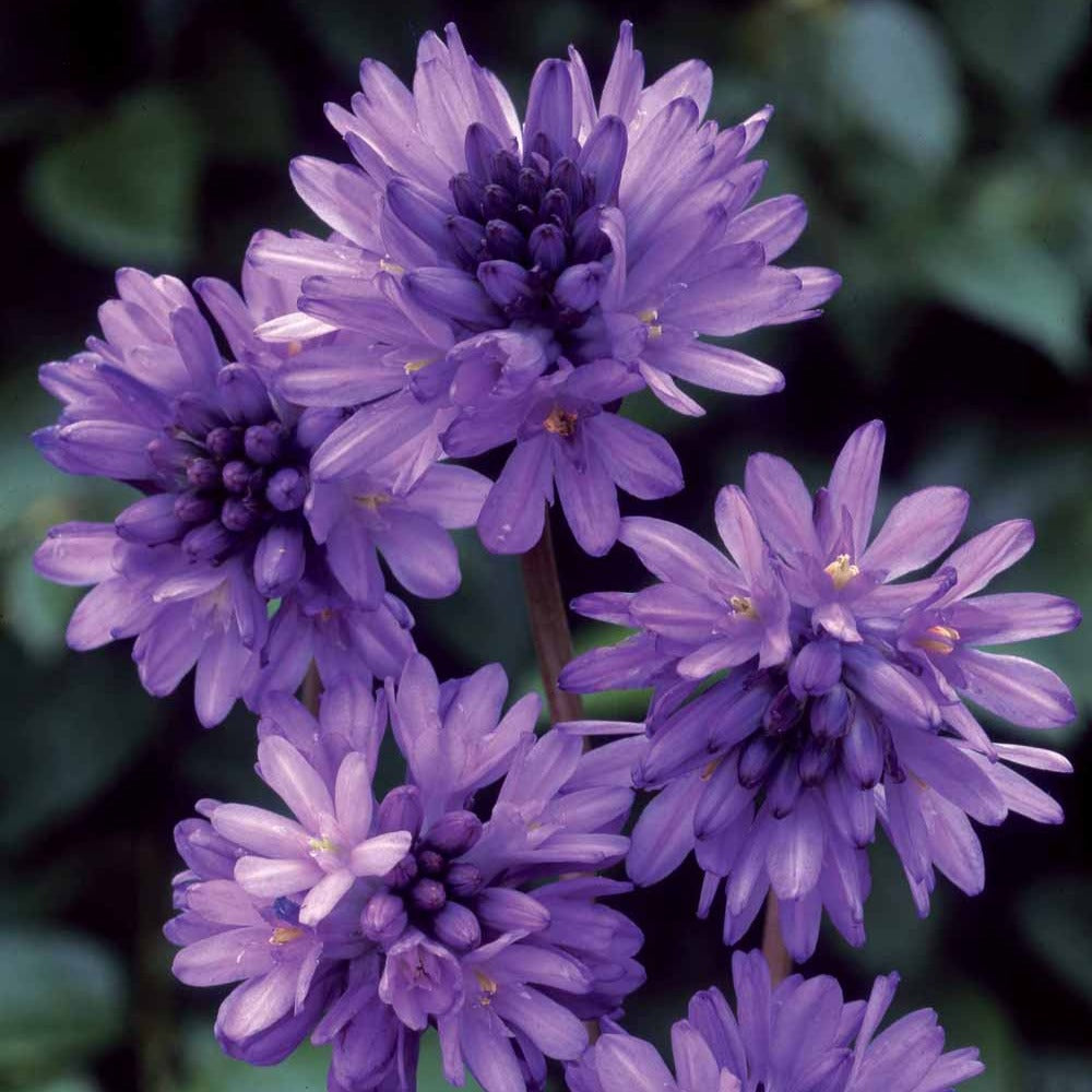 Frühlingsstern - Dichelostemma congestum - Bakker