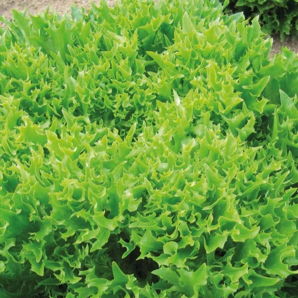Bataviasalat ‘Eazyleaf Skilton’ - Lactuca sativa Eazyleaf Skilton - Bakker