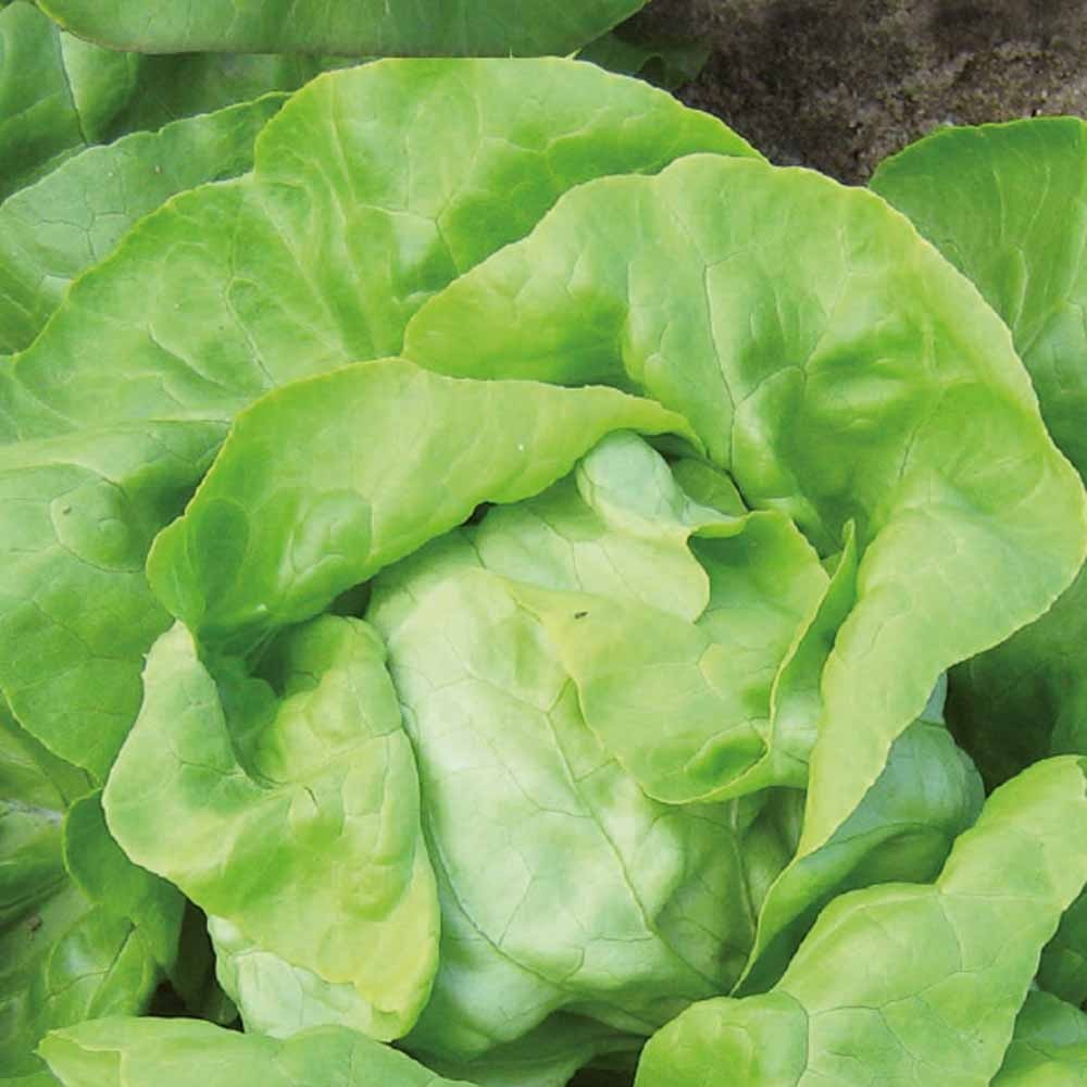 Kopfsalat Matilda Bio - Bakker