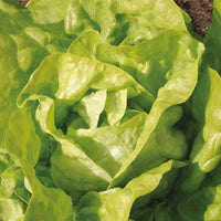 Kopfsalat Twellose Gele Bio - Bakker
