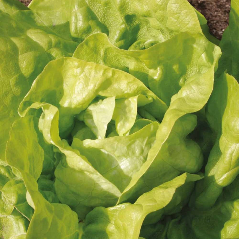 Kopfsalat Twellose Gele Bio - Bakker