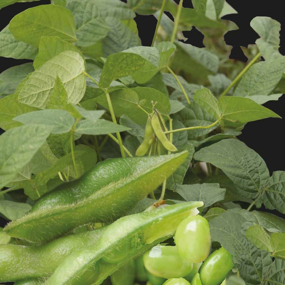 Samen für den Gemüsegarten - Sojabohne Fiskeby V Edamame - Glycine max