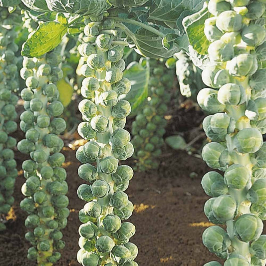 Rosenkohl Igor F1 Bio - Bakker