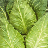 Weißkohl ‘Express’ - Bakker