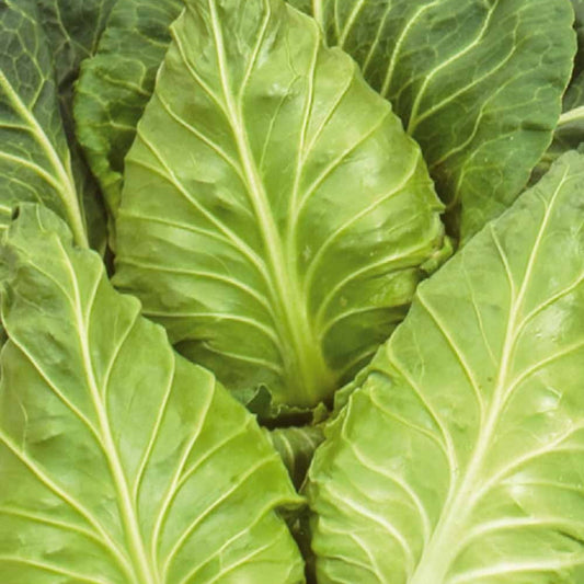 Weißkohl ‘Express’ - Bakker