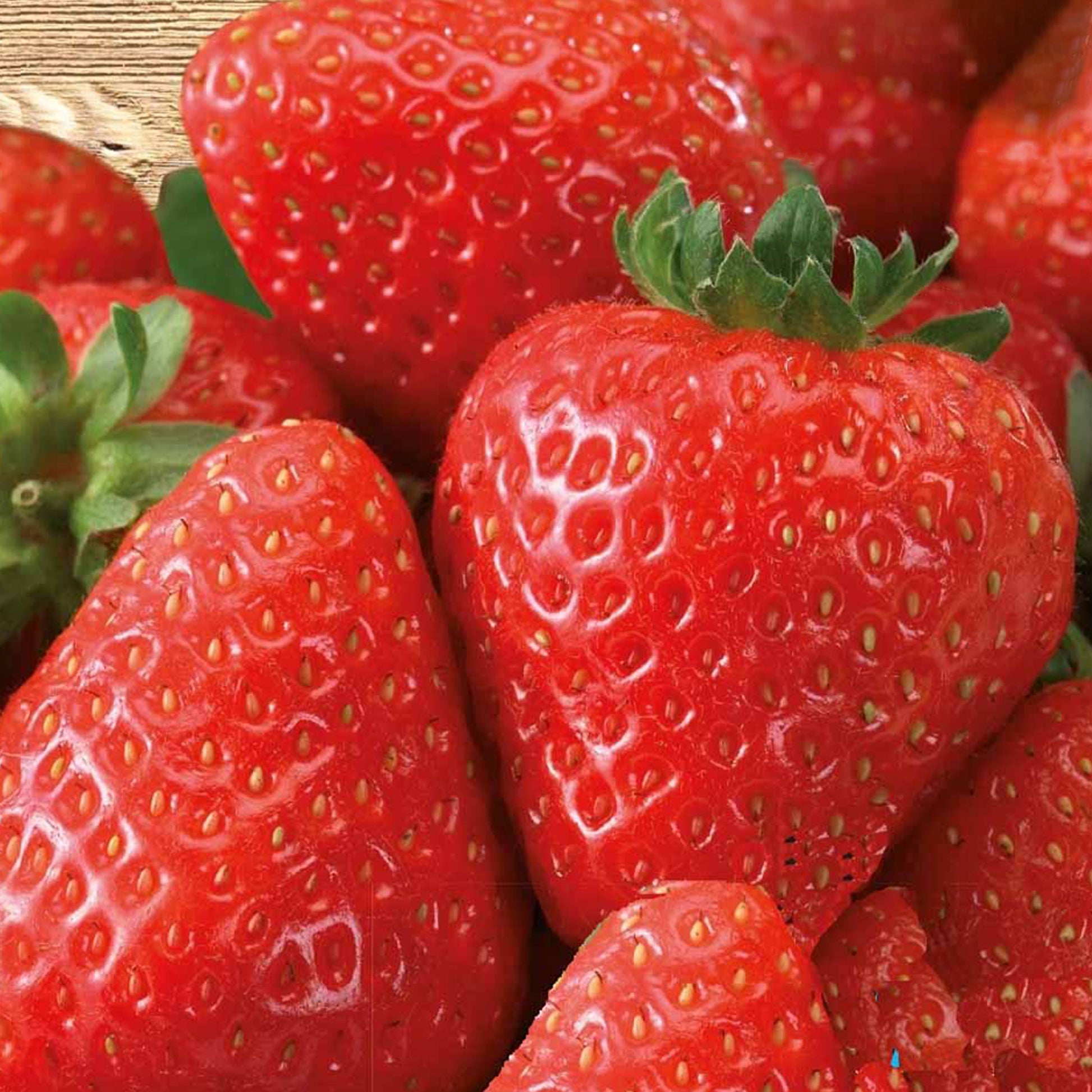 Erdbeere ‘Grandian F1’ - Fragaria x ananassa grandian f1 - Bakker