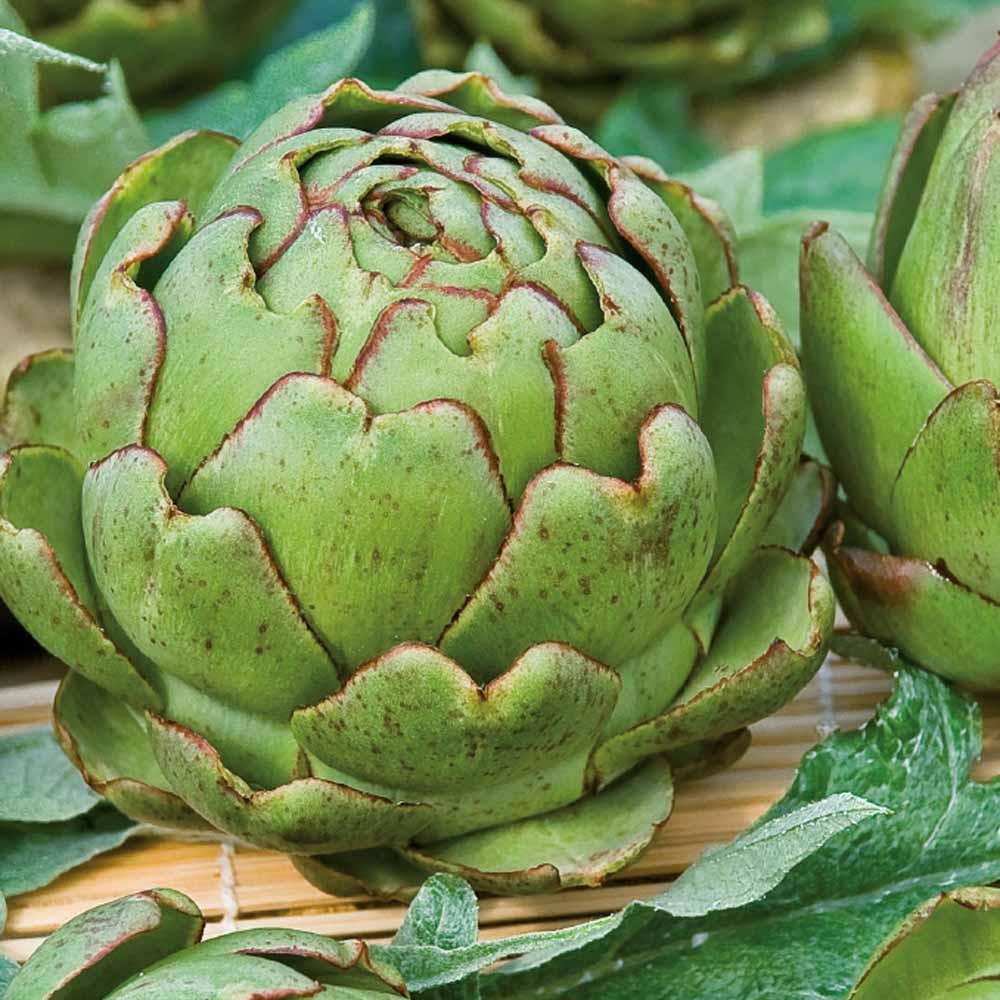 Artischocke ‘Vert de Provence’ - Cynara cardunculus vert de provence - Bakker