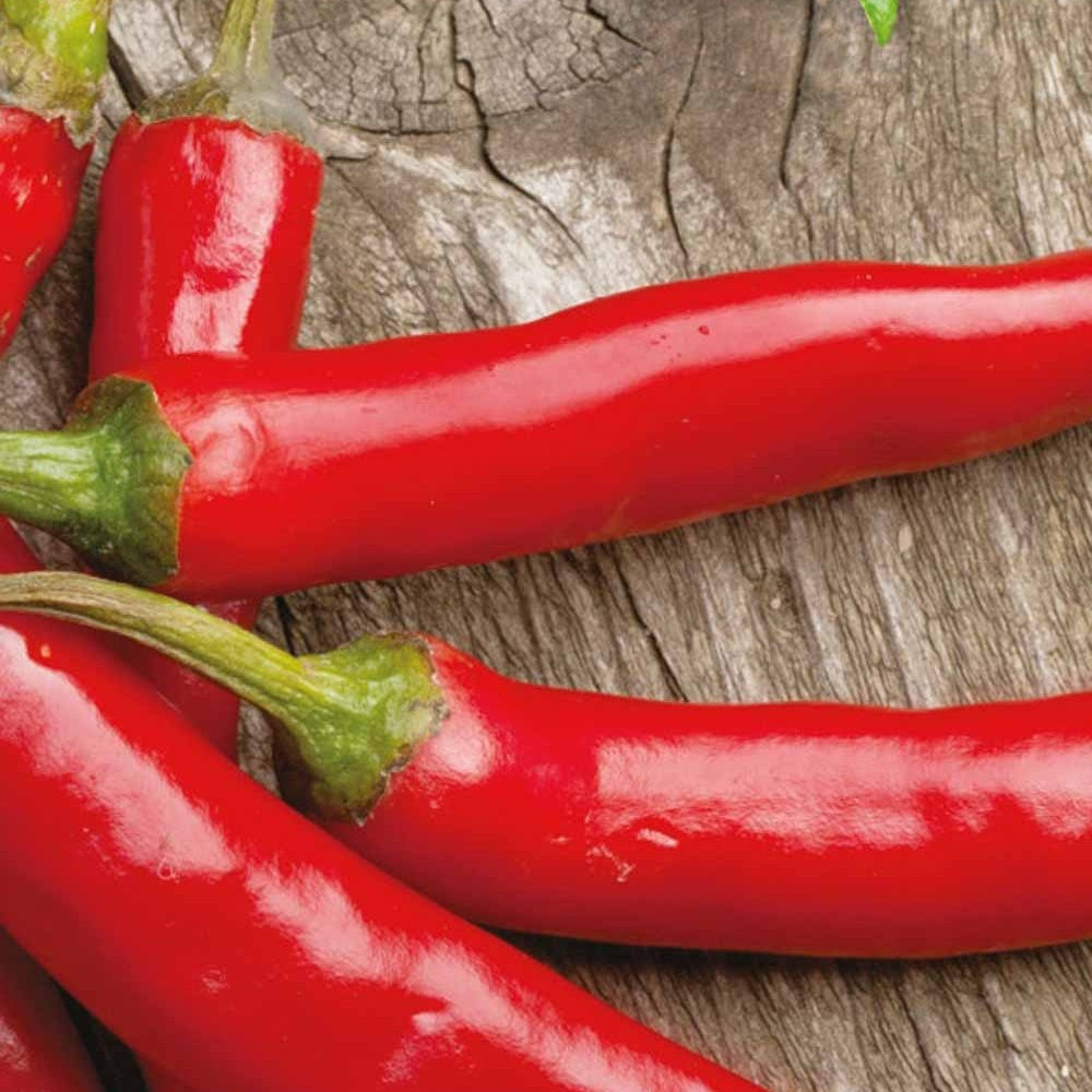 Chili ‘Westlandse Lange Rode’ Bio - Capsicum annuum westlandse lange rode - Bakker
