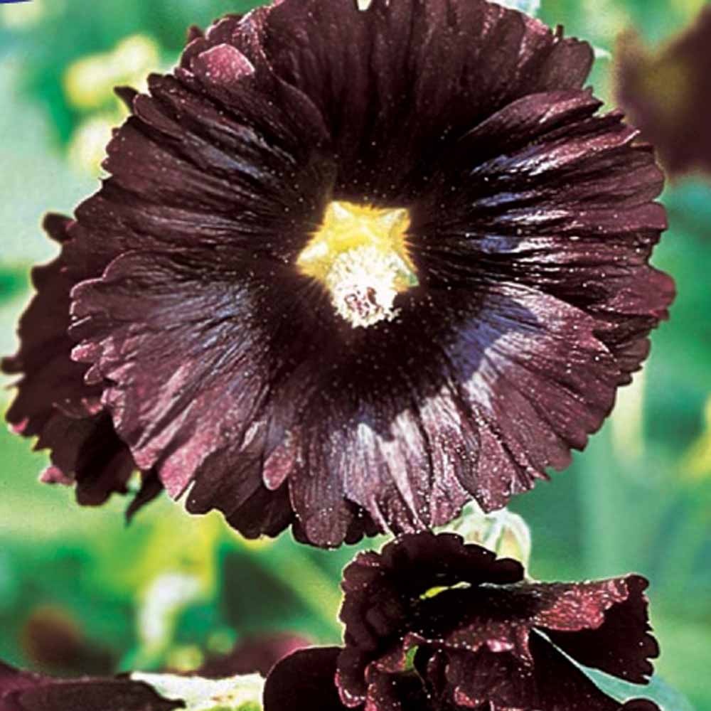 Samen für Blumenbeete und -ränder - Stockrose Jet Black - Alcea rosea var. nigra
