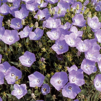 Campanula carpatica - Blaue Karpaten-Glockenblume - Glockenblumen