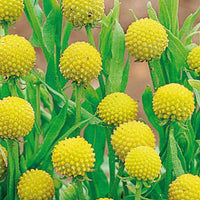 Cephalophora aromatica - Ananasblume - Blumensamen