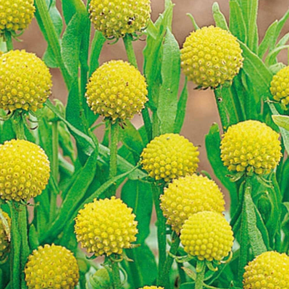 Cephalophora aromatica - Ananasblume - Blumensamen