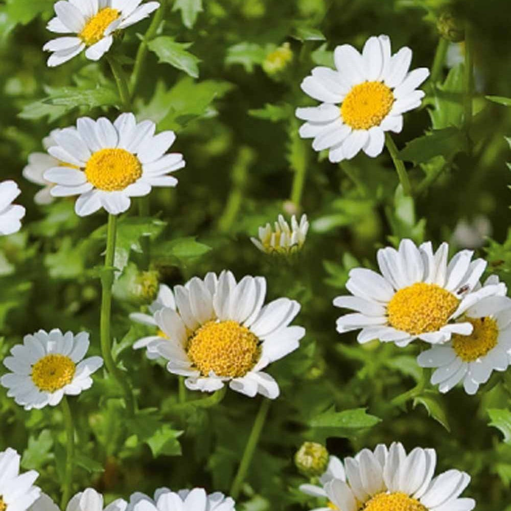 Einjährige Zwergchrysantheme Snow Daisy - Bakker