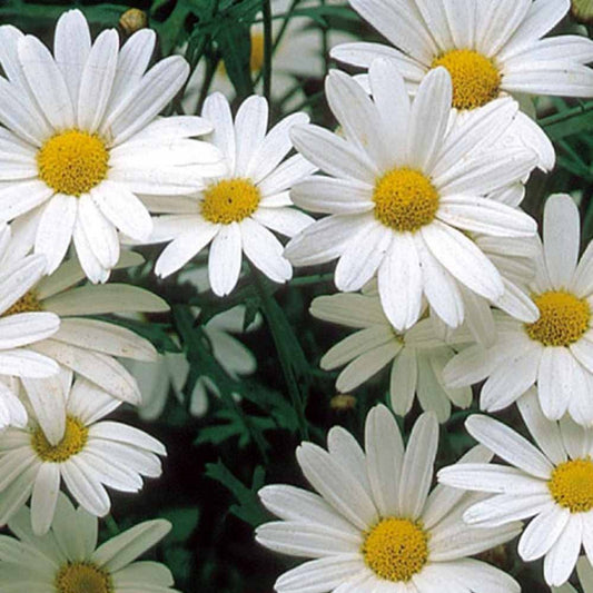 Wiesen Chrysantheme Alaska - Bakker