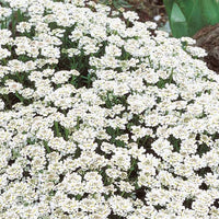 Immergrüne Schleifenblume - Bakker