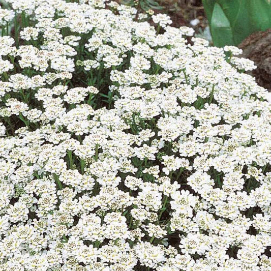 Immergrüne Schleifenblume - Bakker