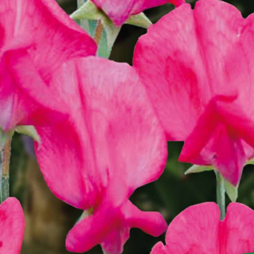 Duftwicke ‘King Edward VII’ - Lathyrus odoratus grandiflorus king edward the 7th 1903 - Bakker