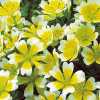 Terrasse und Balkon - Douglas-Sumpfblume - Limnanthes douglasii