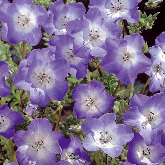 Himmelsauge ‘Prince Gustav’s Eyes’ - Bakker