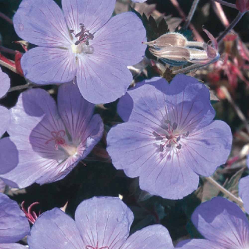 Wiesen-Storchschnabel - Geranium pratense - Bakker