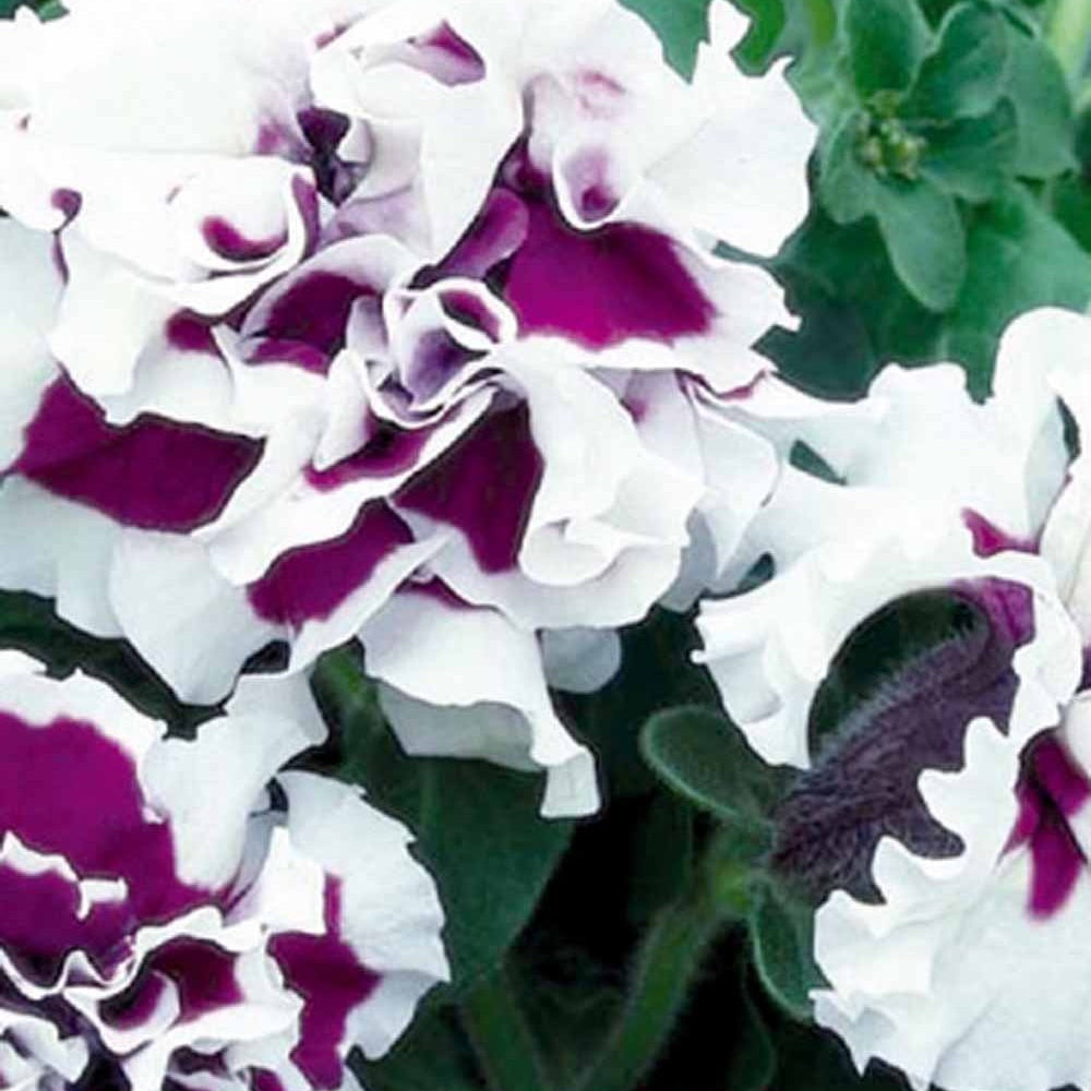 Petunie Purple Pirouette F1 - Bakker