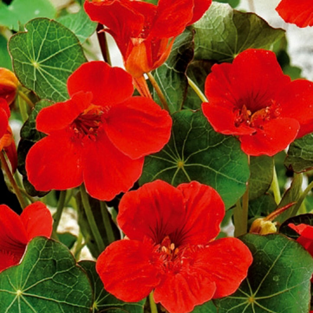 Zwergkapuzinerkresse Empress of India rot - Tropaeolum majus nanum empress of india - Bakker