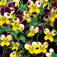 Hornveilchen Helen Mount - Viola cornuta helen mount - Bakker