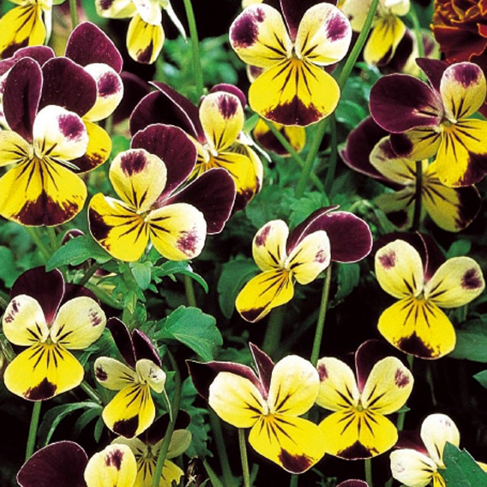 Hornveilchen Helen Mount - Viola cornuta helen mount - Bakker