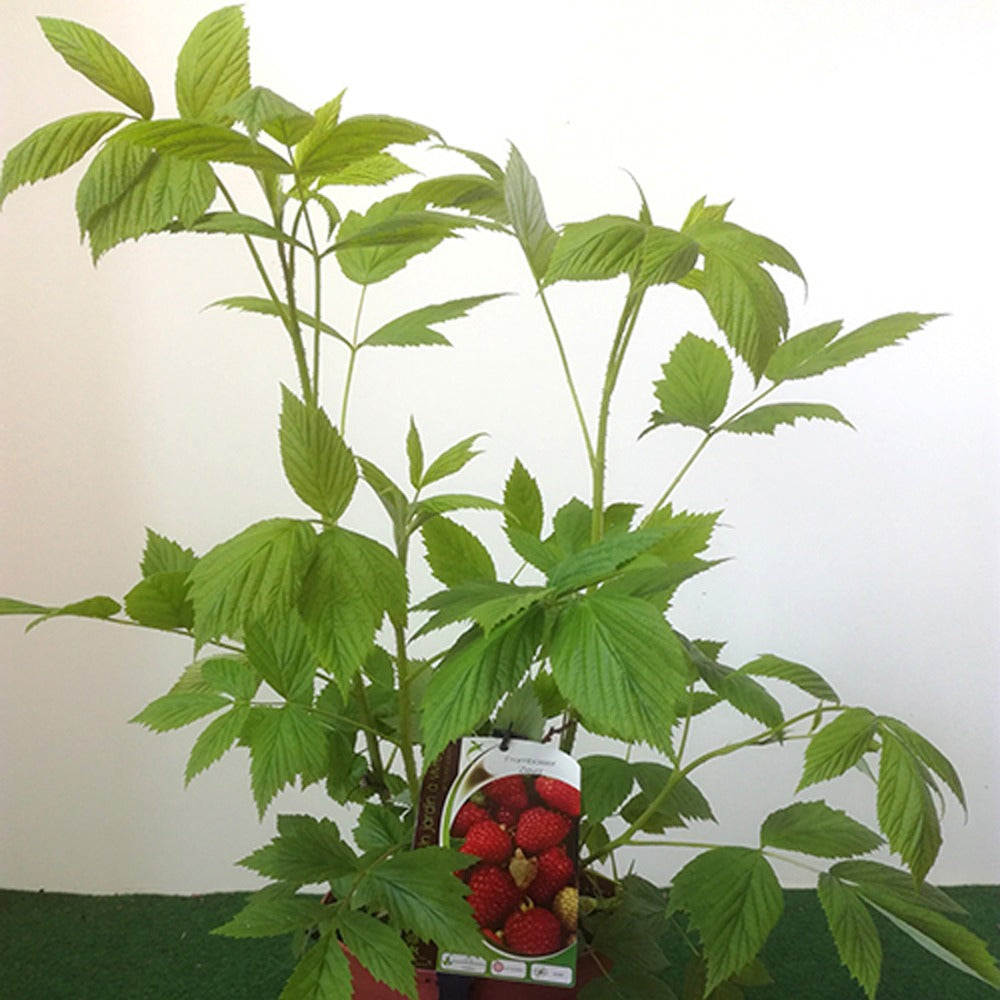 Himbeerbaum Zeva - Rubus idaeus zeva - Bakker