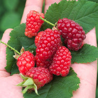 Taybeere ‘Bounty Berry’ - Bakker