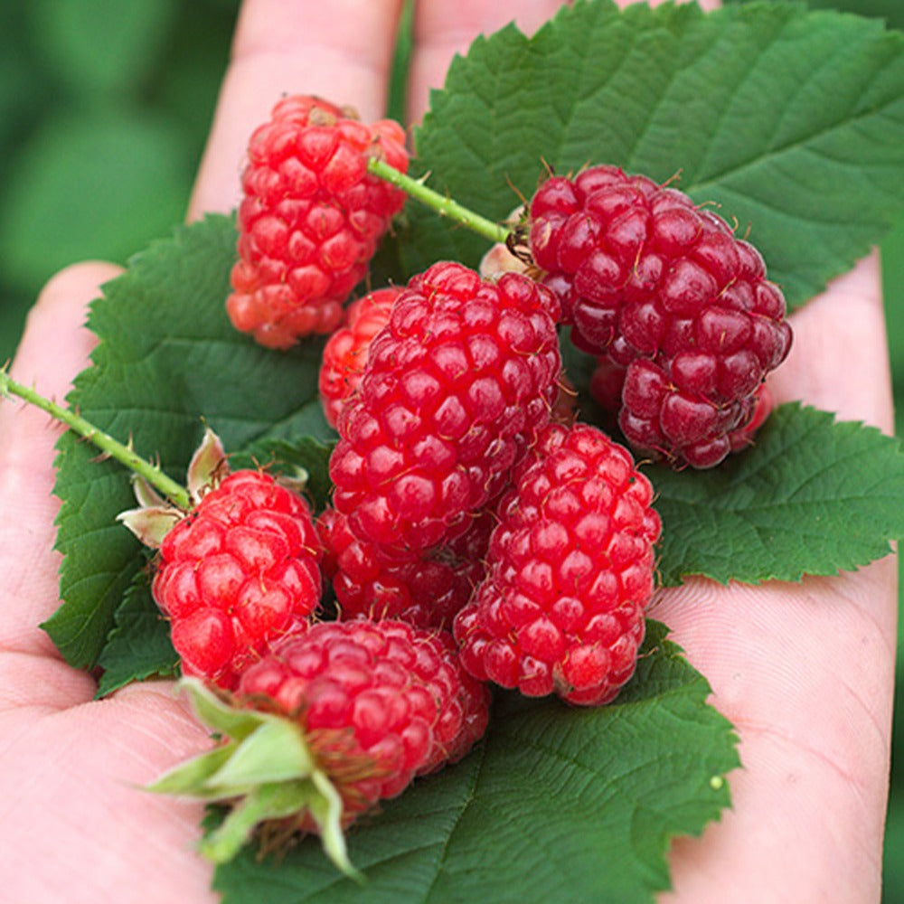 Taybeere ‘Bounty Berry’ - Bakker