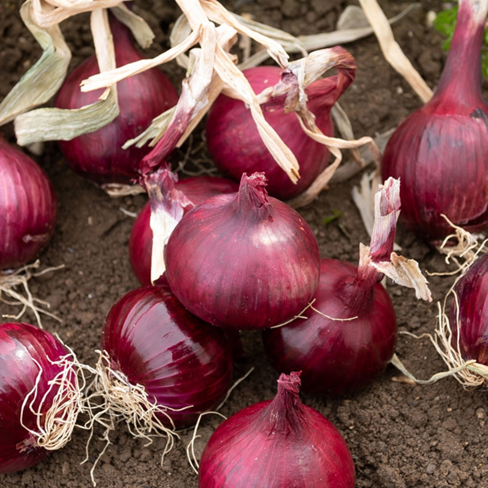 Rote Zwiebel Red Baron Bio - Allium cepa red baron - Bakker
